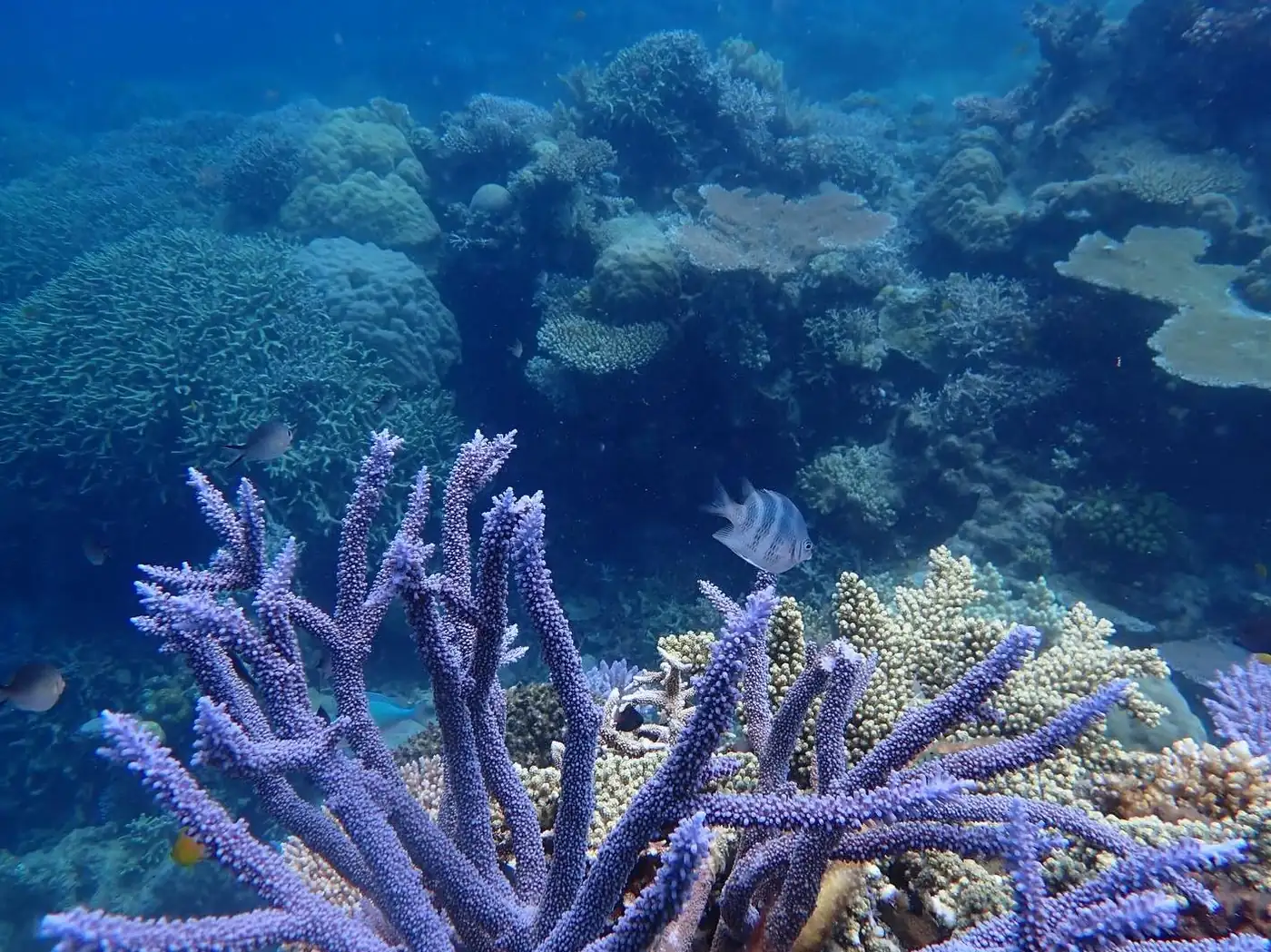 Coral Health, Climate Change And Warm Seasons